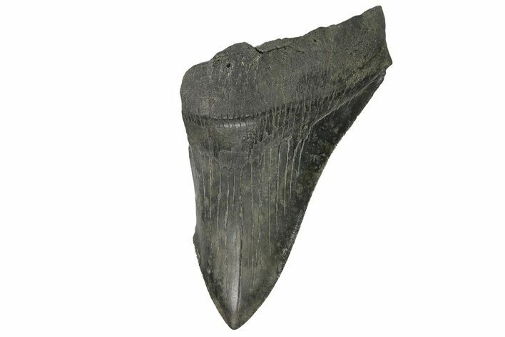 Partial, Fossil Megalodon Tooth - Sharply Serrated #170517